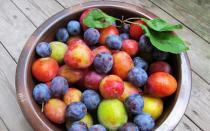 Blue, large, ripe: why do you dream about plums?