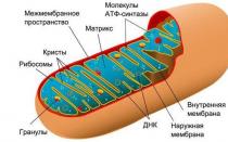 Mitokondrid Mitokondriaalse ainevahetuse optimeerimise tähtsus