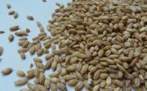 How long do you need to cook pearl barley to retain all the vitamins?