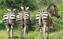 Любопытные факты о зебрах