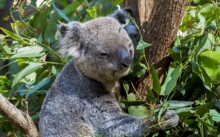 Scientists explained why koalas hug trees Whims and rules of behavior