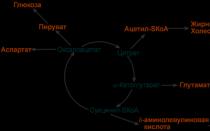 Tricarboxylic acid cycle (TCA cycle)