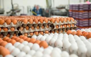 A csirke tojás kategóriái és típusai: összetétel és előnyös tulajdonságok