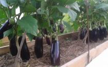 Selection of eggplants and proper storage